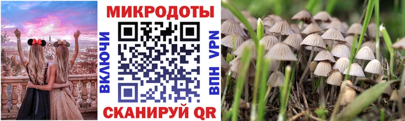 Галлюциногенные грибы Psilocybine cubensis  Лахденпохья 